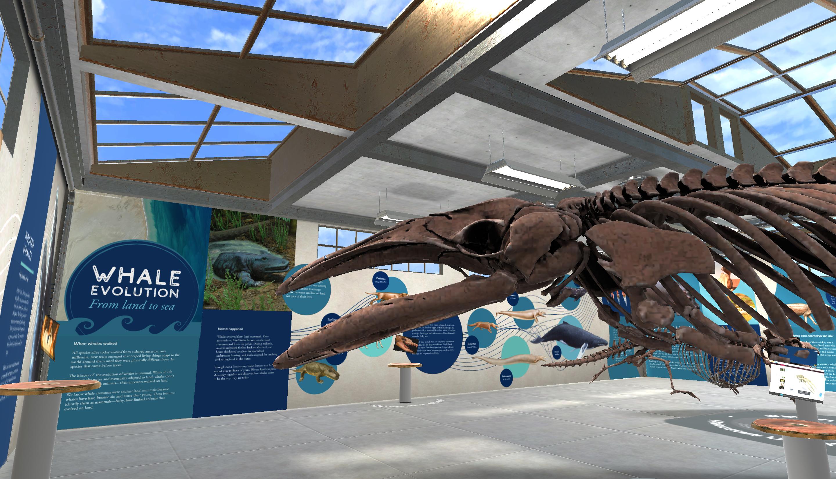 whale evolution skeletons